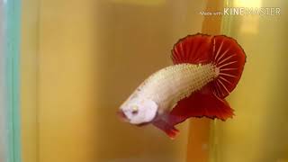 ปลากัด เกรดพ่อพันธุ์ มังกรเเดง Rad Dragon Betta