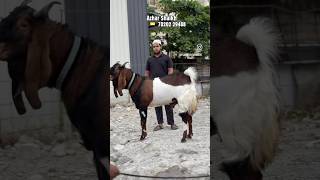 Kaiyi Goats Ke Bakre in Kondhwa Pune