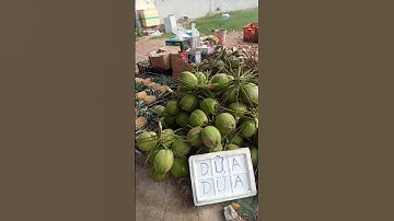 Dừa Dứa Tây Tạng Uống Nước Nhớ Uống Nước Dừa