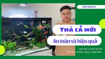 Cách thả cá vào bể thủy sinh An Toàn và Hiệu Quả - Thủy Sinh 4U