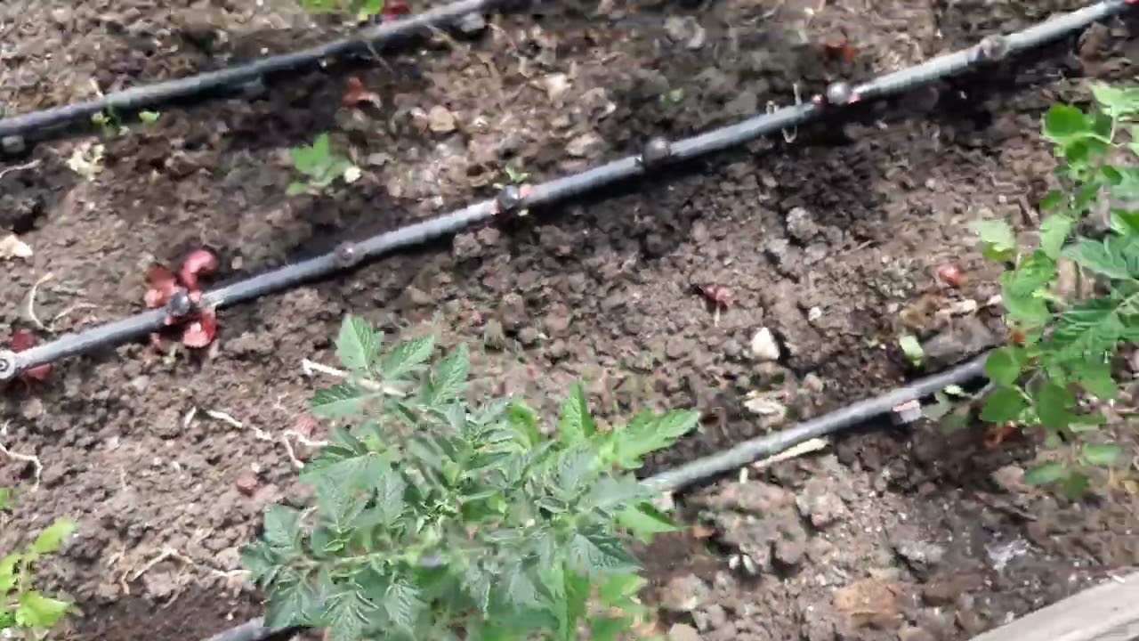 Грижи за доматите след засаждане