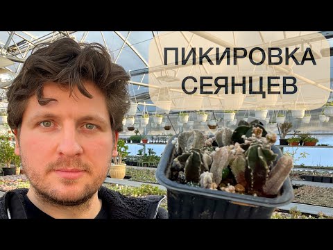 ПИКИРОВКА СЕЯНЦЕВ КАКТУСОВ. АСТРОФИТУМ (Astrophytum) СУПЕР КАКТУС 🌵🥰