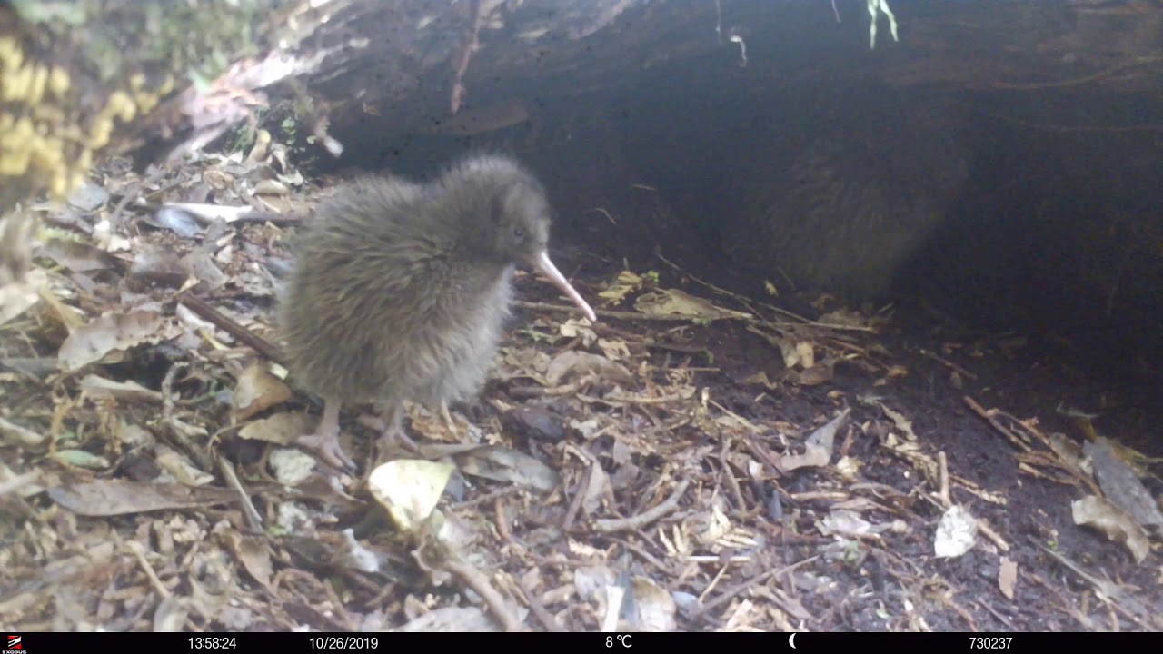 Stewart Island kiwi mum & chick