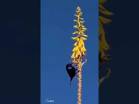 ترويده شمالي رولا عازر