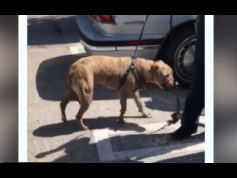 Video: 9 traktaties en speelgoed voor honden die zich niet kunnen verzetten tegen een middernachtsnackaanval