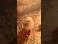 Chick Check #chickens #chickenshack #trickshots