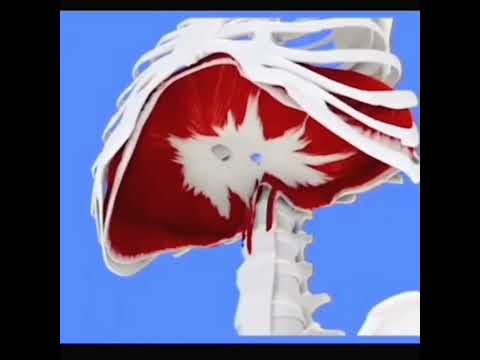 Видео: В дихателната система ли е диафрагмата?