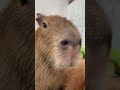 Hana has a beautiful singing voice 🐾❤️🎶 #capybara #capybaracafe #animalcafe #tokyo #水豚