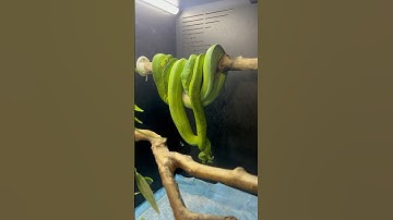 Ever wonder how green tree pythons mate? #greentreepython #breeding #snake #shorts #viral #video