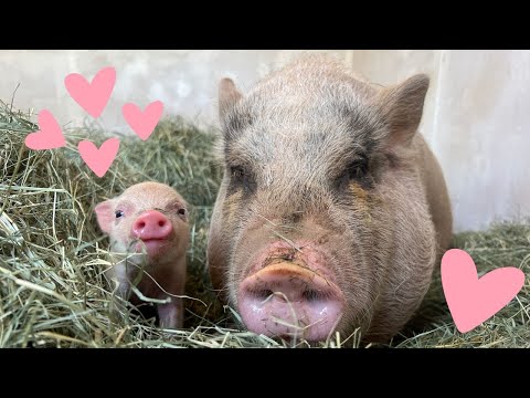 Rescued Mama Pig & Baby Piglet Talking to Each Other