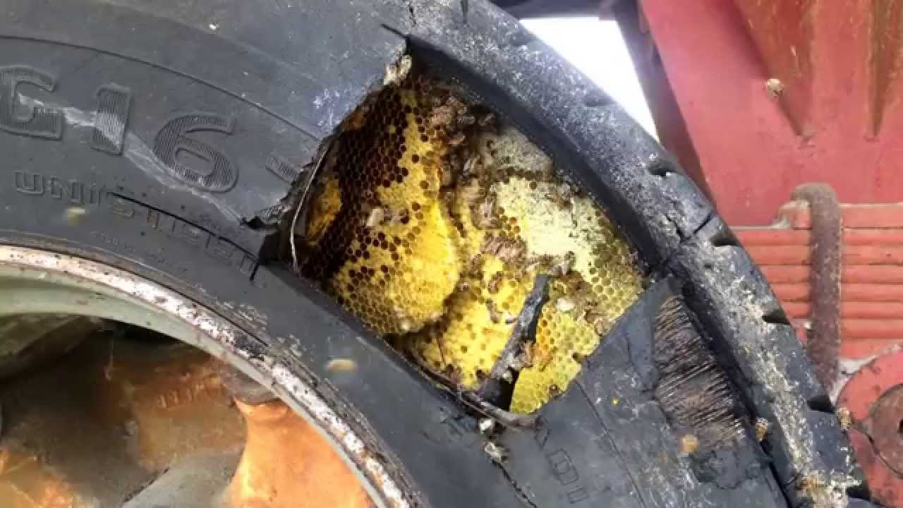 Removing Honeybees From Heavy Truck Tire