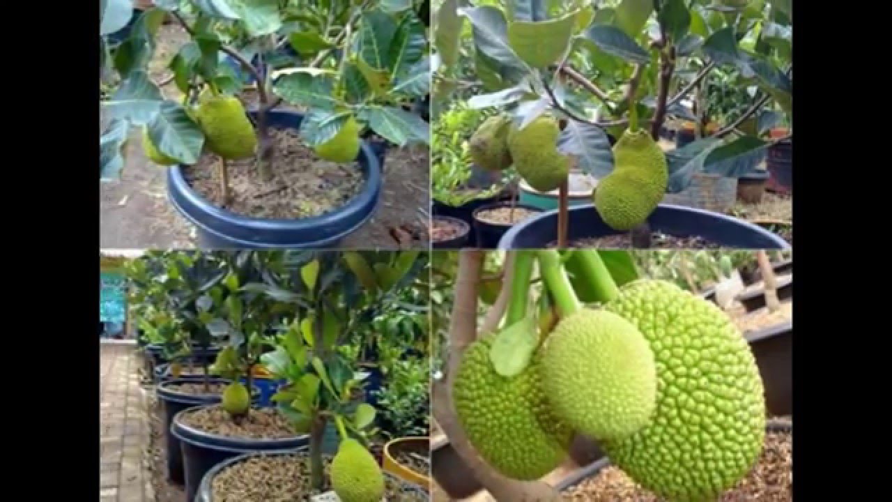  Buah  Nangka Dalam  Pot  Cepat  Berbuah  Besar Besar YouTube