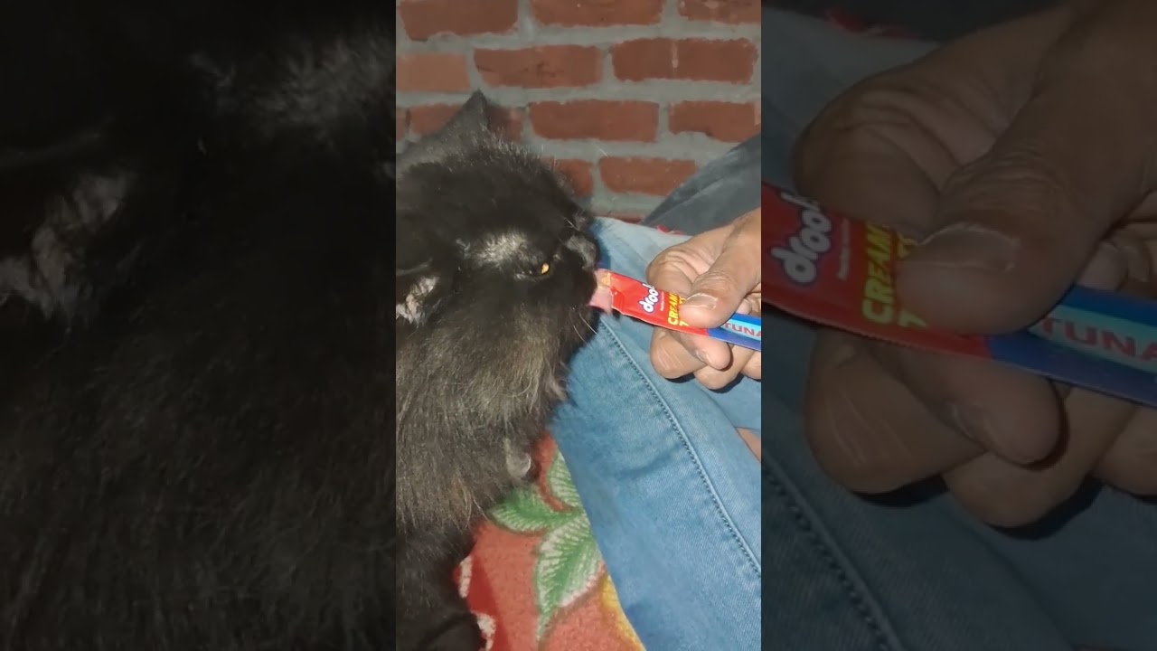 petsian cat #cat #viral #new #persiancat #cat #pets #catlover #animals#catvideos#animallover #cute
