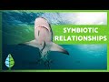 Symbiotic Relationships in Ecology and Biology