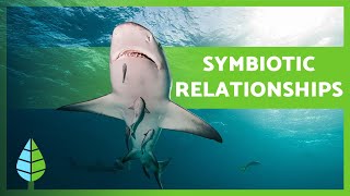 What is SYMBIOSIS?  Mutualism, Commensalism, Parasitism + EXAMPLES