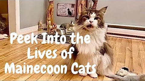 Watch the video about Mainecoon Cats Have Unique and Interesting Personalities 😲