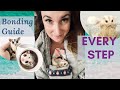 Step By Step Bonding Guide | A MUST SEE FOR EVERY Sugar Glider Owner