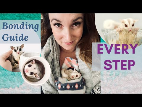 Step By Step Bonding Guide | A MUST SEE FOR EVERY Sugar Glider Owner