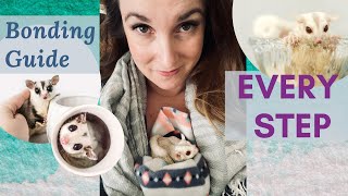 Step By Step Bonding Guide | A MUST SEE FOR EVERY Sugar Glider Owner