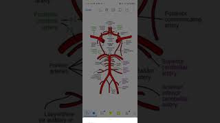 Circle of Willis made EASY!