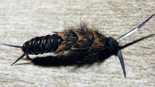 Kauffmann Stone - stonefly nymph fly tying instructions by Ruben Martin