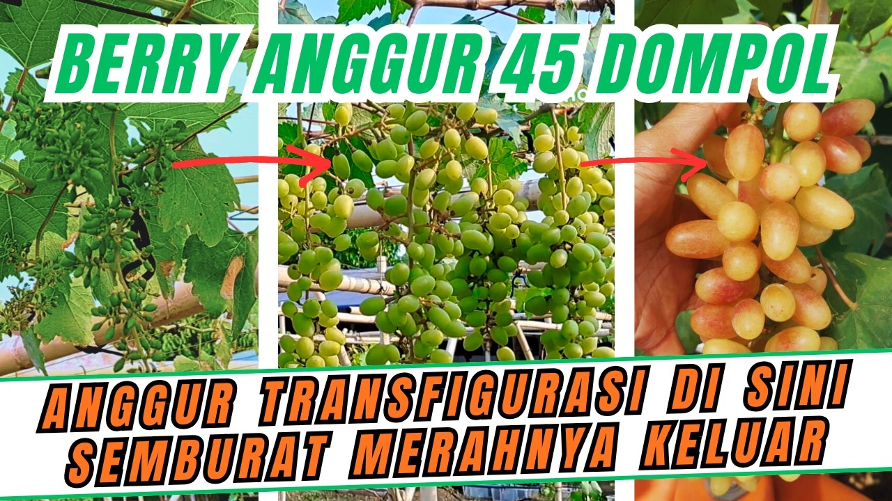 BERBUAH SAMPAI 45 DOMPOL‼️ BUKAN SATU-SATUNYA TAPI INI CARA PANGKAS PEMBUAHAN ANGGUR TRANSFIGURASI