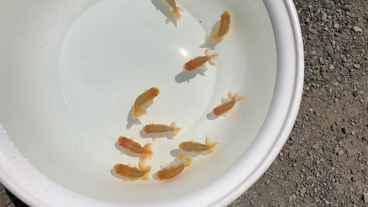 camera iphone 8 plus apk NO,1160