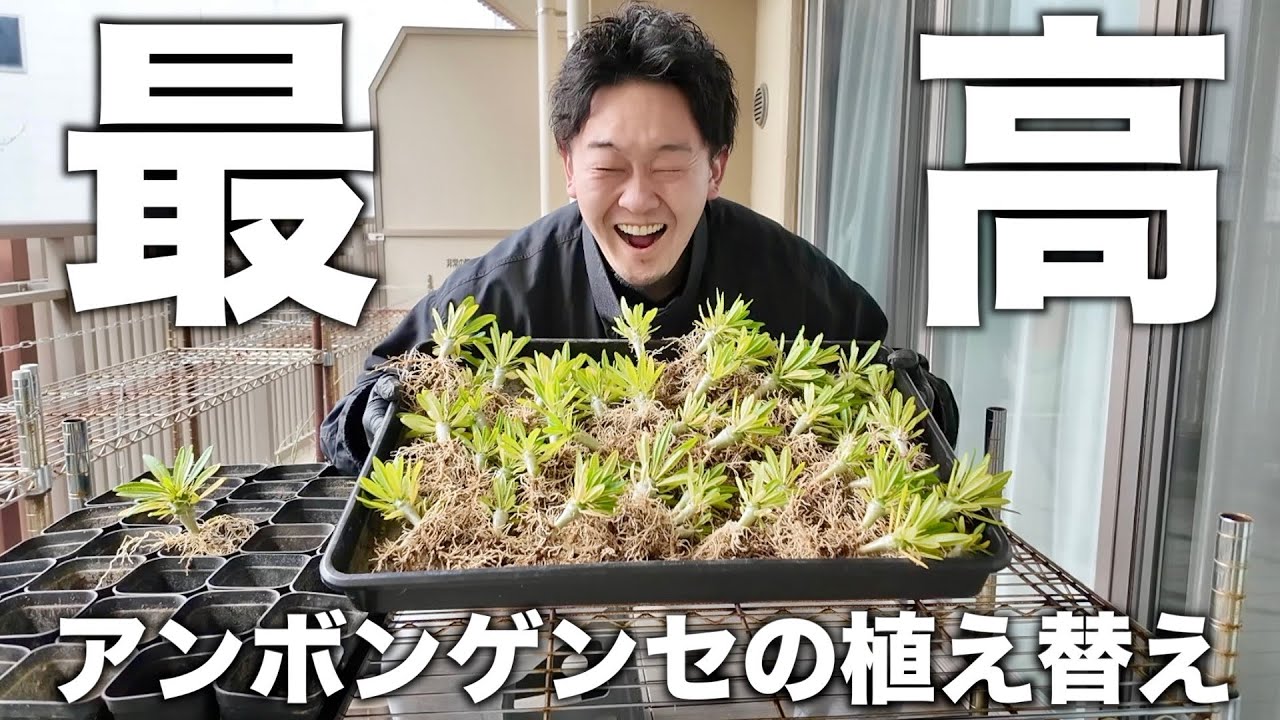 【塊根植物】自家採取したアンボンゲンセ56株を植え替えながら2025年を振り返る雑談回