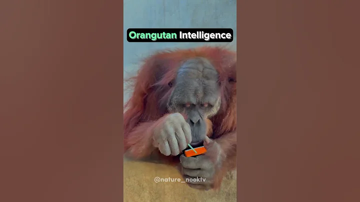 Orangutan Intelligence - DayDayNews