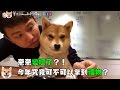 【柴犬Nana(奈奈)】奈奈最近壞壞 讓阿楞好生氣!?