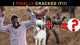THE SECRET TO CROSS-BREEDING BOER, KALAHARI GOATS WITH WEST AFRICAN LOCAL GOATS| FARMING IN AFRICA