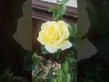 Мои розы 🌹