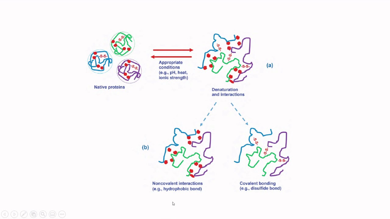 Let's Learn Food Science Protein restructuring and denaturation YouTube