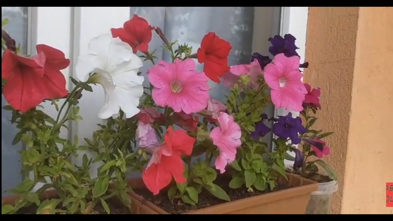 PETUNYA  ve ORTANCA  budama ✔️#keşfet #flowerlovers #garden