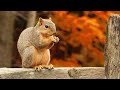 Videos For Cats - Forest Chipmunks 12 Hours