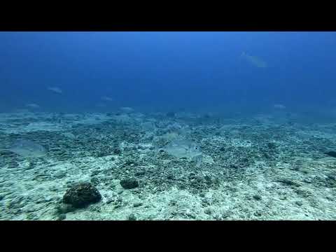Carangue échevelée - Polynésie Française