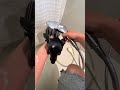 Bath and Clean for a Chihuahua ASMR #Shorts #Chihuahua #CuteDog #DogBath #ASMR #PetASMR #DogShorts