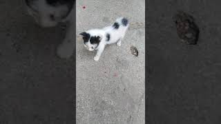 Little Cat May Muta At Sipon