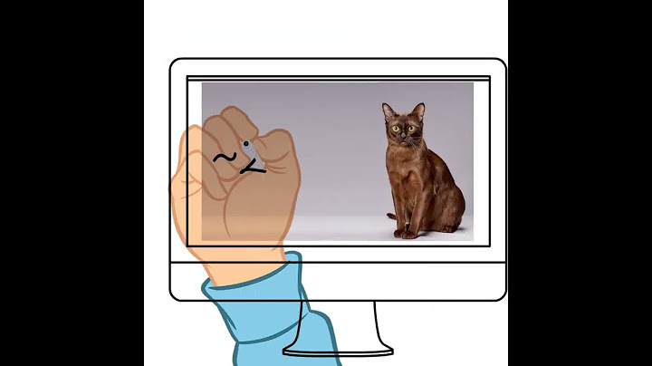 Quelles sont les races de chats qui vivent le plus longtemps ?