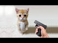 Aww 🐱 Cat Reaction Videos | Top Funny &amp; Crazy Cats #6