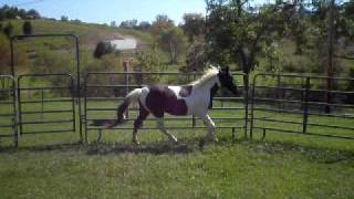 Round Pen Work With Comanchee