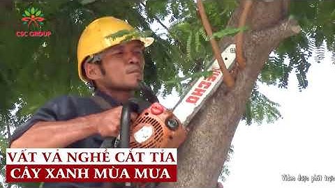 Vất vả nghề cắt tỉa cây mùa mưa bão | Những công việc thầm lặng