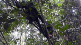 Bonobo gesture - Stroking (Example 2)