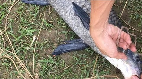 Bật My TV lên xem để biết cách đóng cá,câu cá bằng camera #camera câu cá #câucá #shortsvideo #vlog