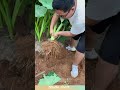 Taro root: rich in starch & fiber, benefits stomach and spleen. #plants #planting