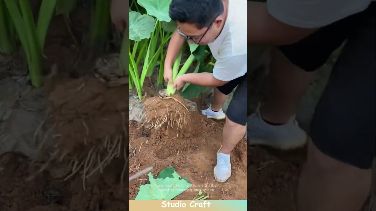 Taro root: rich in starch & fiber, benefits stomach and spleen. 