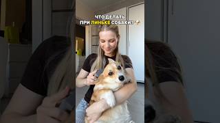 собака сильно линяет? 😳 WB: 271212402 - кондиционер #линька #шерсть #уход #животные #лайфхаки