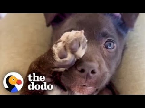 Video: 35 Slapende puppy's die fysiek niet met hun eigen scherpzinnigheid kunnen omgaan