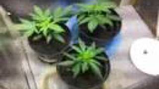 my new indoor growroom!! 250 watt sodium bulbs!!!