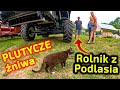 W Plutyczach żniwa 👉Rolnik z Podlasia wie! 👉jak ustawić kombajn zbożowy